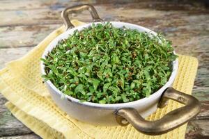 The growth of chicory sprouts photo