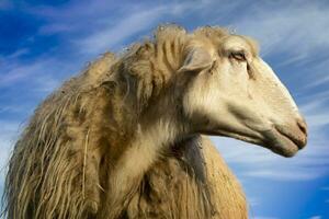 Portrait of the Italian sheep photo