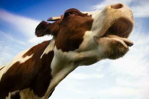 retrato de el italiano rojo manchado vaca foto