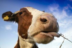 retrato de un vaca a hora de comer foto