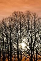 Sunset over a row of winter trees photo