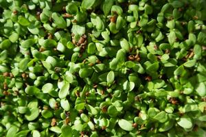 The preparation of chicory sprouts photo