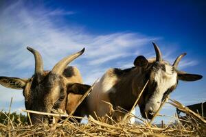 Lunch break of the common goat photo