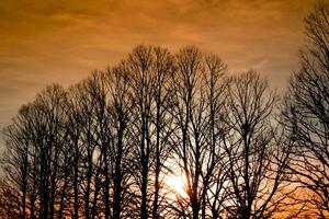 puesta de sol terminado un fila de invierno arboles foto