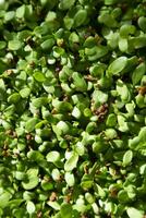 The preparation of chicory sprouts photo