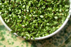 The preparation of chicory sprouts photo