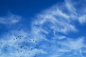 Flock of pigeons flying photo