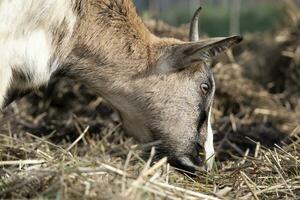 Portrait of the domestic goat photo