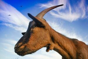 Goat photographed with blue sky background photo