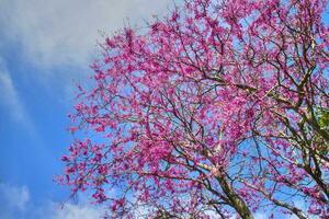 Blooming tree in spring photo