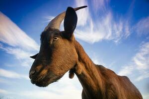 Goat photographed with blue sky background photo