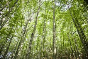 The trees and their woods photo