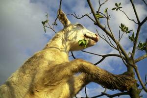 A goat looking for food at lunchtime photo