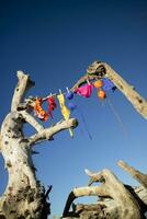 Women's swimsuit to dry on a free beach photo