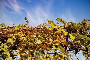 The colorful leaves of the vine in the autumn season photo