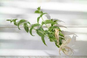 Sprigs of green peppermint on white table photo