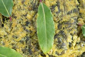 Vegan cuisine savory pie with chard chickpea flour and laurel flavor photo