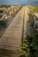 Walkway leading to the sea in the natural park of Viareggio Italy photo