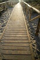 Walkway leading to the sea in the natural park of Viareggio Italy photo