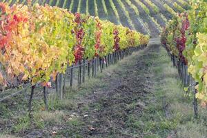 The colorful leaves of the vines in autumn photo
