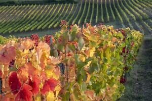 The colorful leaves of the vines in autumn photo