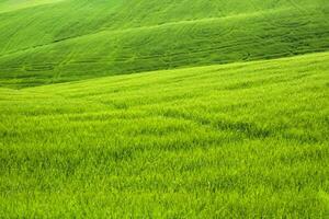 Tuscany view of green wheat fields in spring photo