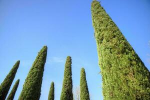 el elegante ciprés árbol con azul antecedentes foto