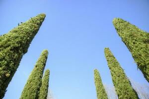 el elegante ciprés árbol con azul antecedentes foto