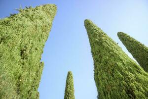 el elegante ciprés árbol con azul antecedentes foto