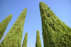 el elegante ciprés árbol con azul antecedentes foto