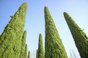 el elegante ciprés árbol con azul antecedentes foto