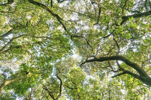 View of the under tree of a forest in spring photo