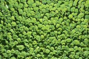 Top view of a water lily cultivation photo