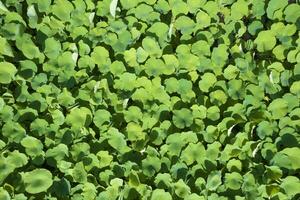 Top view of a water lily cultivation photo