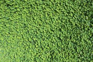 Top view of a water lily cultivation photo