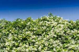 The jasmine hedge in bloom in the summer time photo
