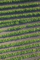 Aerial view of a potato field photo
