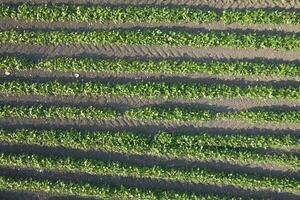 Aerial view of a potato field photo