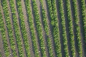 Aerial view of a potato field photo