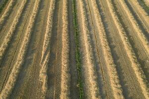 Field prepared for hay harvesting photo