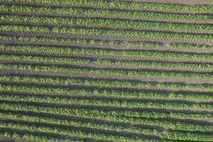 Aerial view of a potato field photo