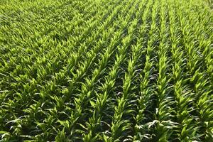 Aerial view of a young corn field photo