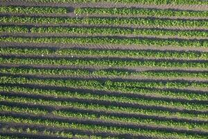 Aerial view of a potato field photo