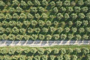 Aerial view of a land planted with olive trees photo