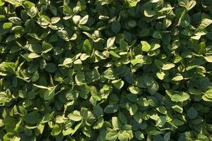 Aerial view of a soybean field Aerial photo