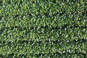 aéreo ver de un haba de soja campo aéreo foto