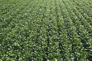 Aerial view of a soybean field Aerial photo