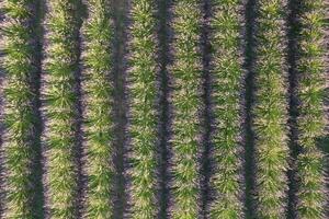 aéreo Disparo de un lavanda campo foto