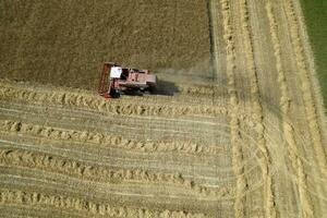 el trabajo de un trigo segador en el verano foto