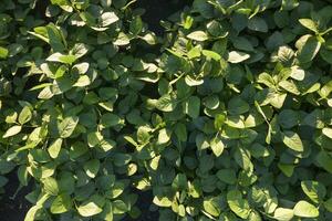 Aerial view of a soybean field Aerial photo